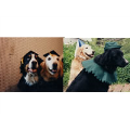 Dog Hats