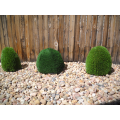 Artificial Shrub