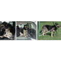 The Cruising Canine™ Adjustable Car Leash