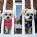 Puppy Bumpers