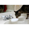 Sink Drink for Cats