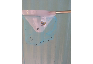 2799?width=303&height=210&timestamp=1746728138.85033