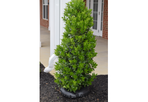 4554?width=303&height=210&timestamp=1746533307.04496