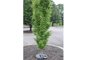 4560?width=303&height=210&timestamp=1746533307.04496