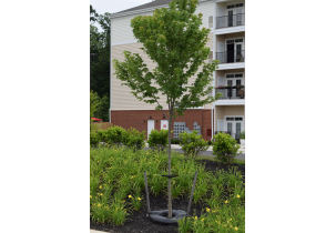 4562?width=303&height=210&timestamp=1746533307.04496
