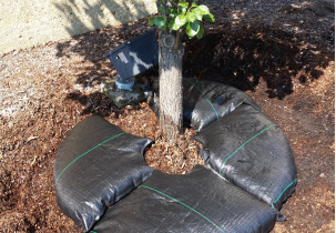 4563?width=303&height=210&timestamp=1746533307.04496
